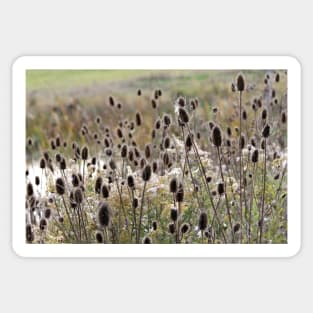 Wild Teasel Sticker